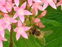 �y���^�X�iPentas�j