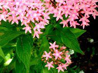 �y���^�X�iPentas�j
