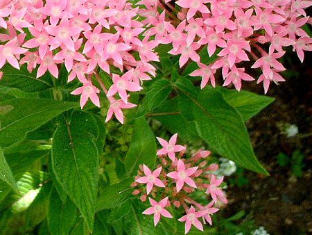�y���^�X (Pentas)