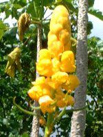 �L�����h���E�u�b�V��(Candle bush)