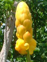 �L�����h���E�u�b�V��(Candle bush)
