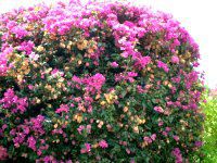 �u�[�Q���r���A(Bougainvillea)
