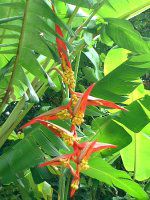 �w���R�j�A�iHeliconia�j