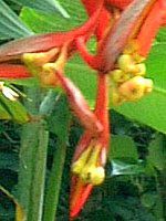 �w���R�j�A(Heliconia)
