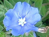 �G�{���u���X�iEvolvulus�j