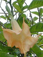 �G���W�F���E�g�����y�b�g�E�c���[(Angel s trumpet tree)