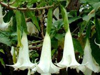 �G���W�F���E�g�����y�b�g�E�c���[(Angel s trumpet tree)