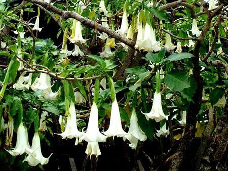 �G���W�F���X�E�g�����y�b�g�E�c���[(Angel's trumpet tree)