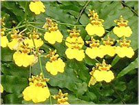 �I���V�W���E�� (Oncidium)