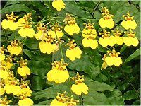 �I���V�W���E�� (Oncidium)