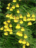 �I���V�W���E�� (Oncidium)