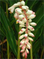 �V�F���E�W���W���[(Shell Ginger)