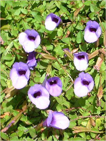 �g���j�A(Torenia)