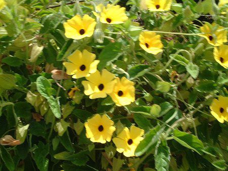 �c���x���M�A�E�A���^�iThunbergia alata�j