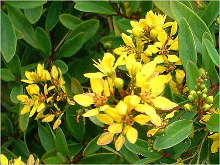 ���L�V�J����S�[���h��u�b�V���iMexican Gold Bush�j
