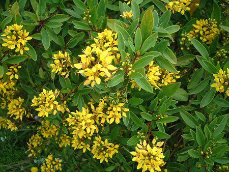 ���L�V�J����S�[���h��u�b�V��(Mexican Gold Bush)