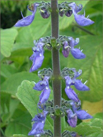 ���x���_�[�E�Z�[�W(Lavender sage)