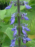 ���x���_�[�Z�[�W(Lavender sage)
