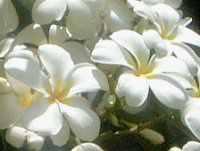 �v�������A(Plumeria)