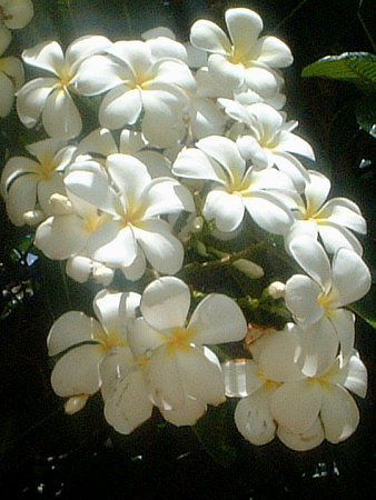 �v�������A(Plumeria)
