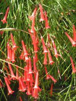 �R�[�����E�v�����g(Coral plant)