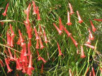 �R�[�����E�v�����g�iCoral plant�j