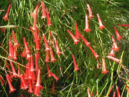 �R�[�����v�����g(Coral plant)