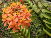 �G�s�f���h����(Epidendrum)