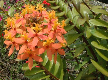 �G�s�f���h����(Epidendrum)