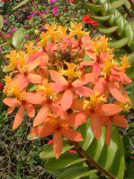 �G�s�f���h�����iEpidendrum�j