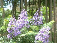 �W���J�����_1115(Jacaranda)
