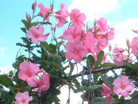 �}���f�r���E�A���G�i(Mandevilla amoena)