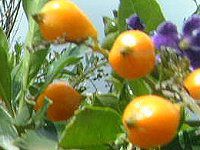 �f�������^(Duranta)