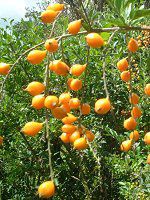 �f�������^(Duranta)