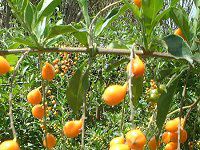 �f�������^(Duranta)