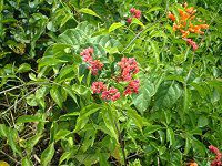 �x�j�Q���y�C�J�Y���i�g�������j