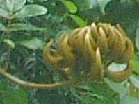 �J�G���{�N(�Ή���)