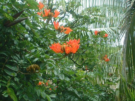 �A�t���J���E�`���[���b�v�E�c���[(African-tulip-tree)