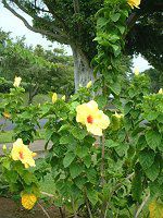 �n�C�r�X�J�X(Hibiscus)