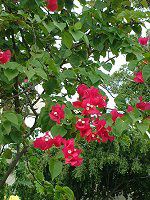 �u�[�Q���r���A(Bougainvillea)