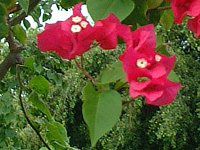 �u�[�Q���r���A(Bougainvillea)