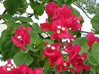 �u�[�Q���r���A(Bougainvillea)