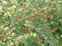 �A�X�p���K�X�E�f���V�t�����X�e�X�v�����Q��'(Asparagus densiflorus 'Sprengeri'