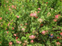 �O�����B���A '���r���E�S�[�h��'(Grevillea Robyn Gordon)