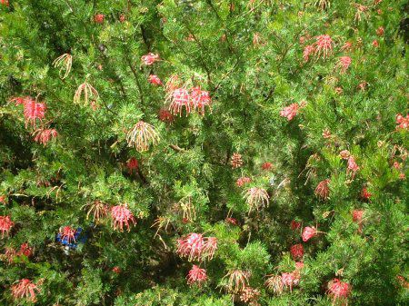 �O�����B���A�E���r�� �S�[�h��(Grevillea Robyn Gordon)