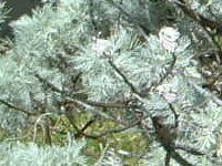 ���[���E�b�h(Wormwood)