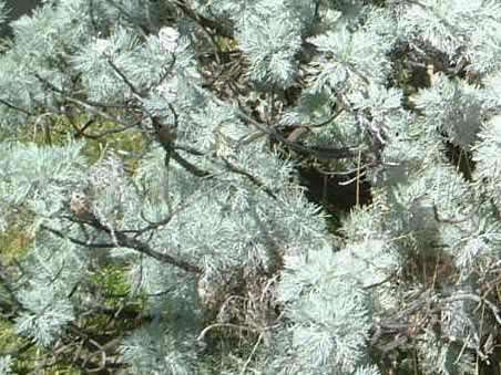 ���[���E�b�h�iWormwood�j