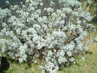 �A���e�~�V�A�E�}�E�C�G���V�X�iArtemisia mauiensis�j