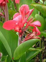�J���i(Canna)-red-summer