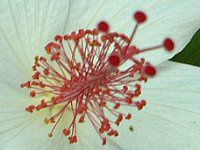 �n�C�r�X�J�X(Hibiscus)